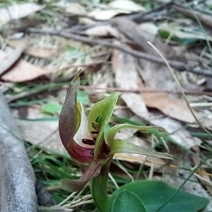 Chiloglottis valida at Rossi, NSW - 2 Oct 2024