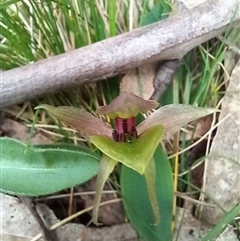 Chiloglottis valida at Rossi, NSW - suppressed