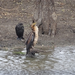 Anhinga novaehollandiae (Australasian Darter) at Wyndham, WA - 17 Sep 2024 by Mike