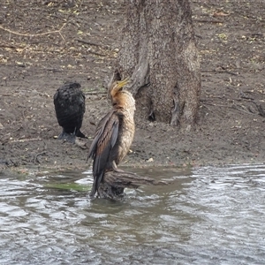 Anhinga novaehollandiae (Australasian Darter) at Wyndham, WA by Mike