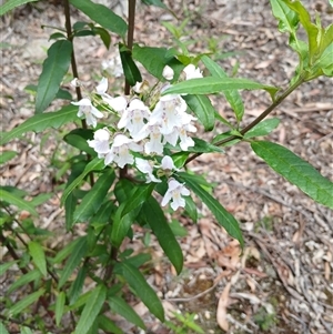 Prostanthera sp. at Glen Allen, NSW by mahargiani