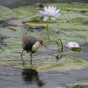 Irediparra gallinacea (Comb-crested Jacana) at Wyndham, WA by Mike