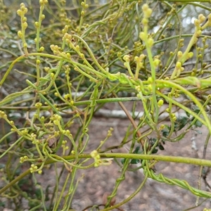 Amyema miquelii at Glen Allen, NSW by mahargiani