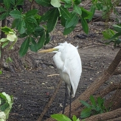 Unidentified Colonial nesters (Herons, Cormorants, etc) at Wyndham, WA - 17 Sep 2024 by Mike