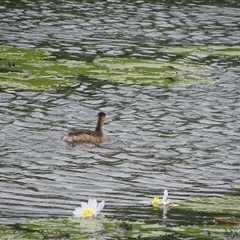 Unidentified Other Waterbirds (Crakes, Grebes, Gulls and Terns) at Wyndham, WA - 17 Sep 2024 by Mike