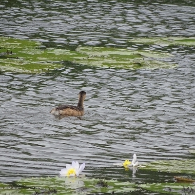 Unidentified Other Waterbirds (Crakes, Grebes, Gulls and Terns) at Wyndham, WA - 17 Sep 2024 by Mike