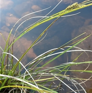 Carex iynx (Tussock Sedge) at Urila, NSW by JaneR