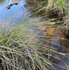 Carex iynx at Urila, NSW - 11 Dec 2024