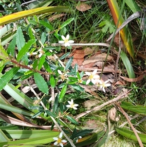 Olearia erubescens at Glen Allen, NSW by mahargiani