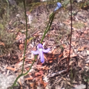 Lobelia simplicicaulis at Glen Allen, NSW by mahargiani