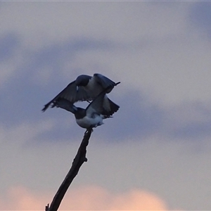 Unidentified Other Birds at Kununurra, WA by Mike