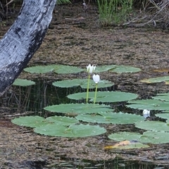 Nymphaea (genus) (Waterlily) at Kununurra, WA - 16 Sep 2024 by Mike