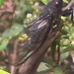 Yoyetta sp. (genus) (Firetail or Ambertail Cicada) at Glen Allen, NSW - 11 Dec 2024 by mahargiani