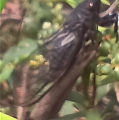 Yoyetta sp. (genus) (Firetail or Ambertail Cicada) at Glen Allen, NSW - 11 Dec 2024 by mahargiani