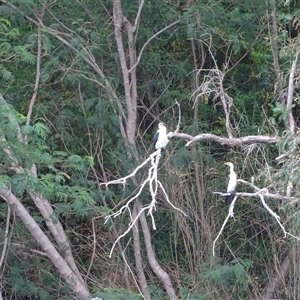 Unidentified Colonial nesters (Herons, Cormorants, etc) at Kununurra, WA by Mike