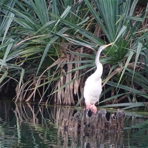 Unidentified Colonial nesters (Herons, Cormorants, etc) at Kununurra, WA by Mike