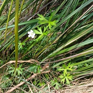 Geranium sp. at Glen Allen, NSW by mahargiani