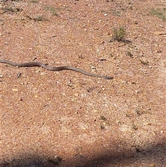 Pseudonaja textilis (Eastern Brown Snake) at Carwoola, NSW - 11 Dec 2024 by Liam.m