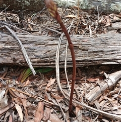 Dipodium sp. (A Hyacinth Orchid) at Jincumbilly, NSW - 11 Dec 2024 by mahargiani