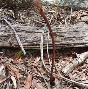 Dipodium sp. at Jincumbilly, NSW - suppressed