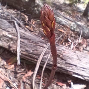 Dipodium sp. at Jincumbilly, NSW - suppressed