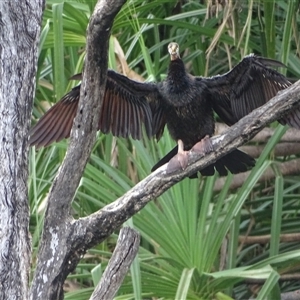 Anhinga novaehollandiae (Australasian Darter) at Kununurra, WA by Mike