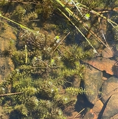 Myriophyllum variifolium at Urila, NSW - 11 Dec 2024