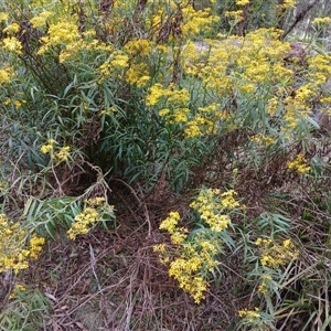 Senecio linearifolius at Glen Allen, NSW by mahargiani