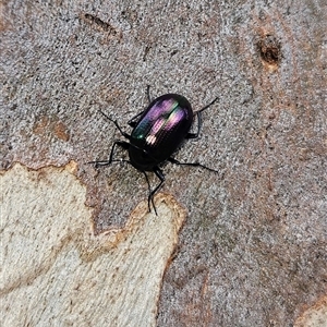 Chalcopteroides columbinus at Higgins, ACT by Nepenthe