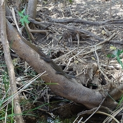 Unidentified Dragon at Lake Argyle, WA - 16 Sep 2024 by Mike