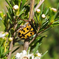 Neorrhina punctata (Spotted flower chafer) at Carwoola, NSW - 11 Dec 2024 by Csteele4