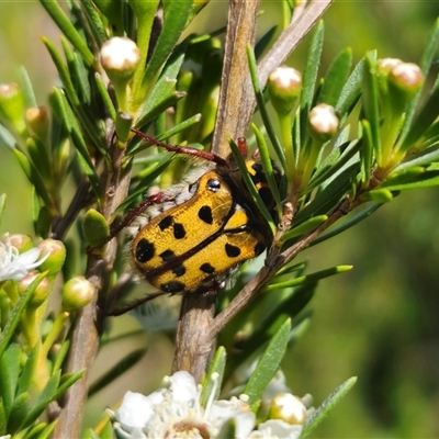 Neorrhina punctatum (Spotted flower chafer) at Carwoola, NSW - 12 Dec 2024 by Csteele4