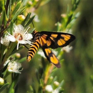 Amata (genus) (Handmaiden Moth) at Carwoola, NSW by Csteele4