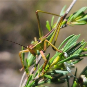 Terpandrus sp. (genus) (Gumleaf Katydid) at Carwoola, NSW by Csteele4