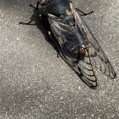 Psaltoda moerens (Redeye cicada) at Weetangera, ACT - 4 Dec 2024 by SarahE