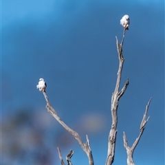 Elanus axillaris (Black-shouldered Kite) at Strathnairn, ACT - 22 Jul 2024 by Untidy