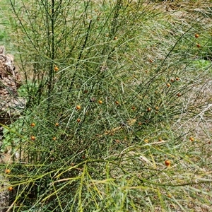 Asparagus virgatus at Mawson, ACT - 12 Dec 2024 11:24 AM