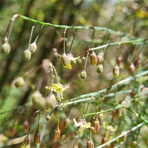 Asparagus virgatus at Mawson, ACT - 12 Dec 2024 11:24 AM