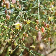 Asparagus virgatus at Mawson, ACT - 12 Dec 2024 11:24 AM