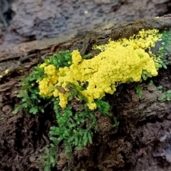 Myxomycete-plasmodium(class) (A slime mould) at Kianga, NSW - 12 Dec 2024 by Teresa