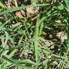 Acrida conica at Gordon, ACT - 12 Dec 2024 11:36 AM