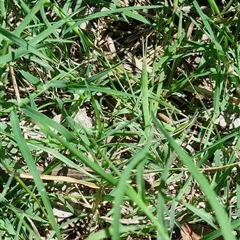 Acrida conica at Gordon, ACT - 12 Dec 2024 11:36 AM