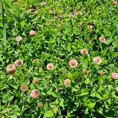 Trifolium campestre at Phillip, ACT - 12 Dec 2024 by Mike