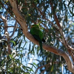 Polytelis swainsonii at Higgins, ACT by Untidy