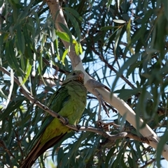 Polytelis swainsonii at Higgins, ACT - suppressed