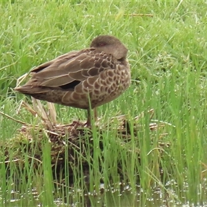 Anas gracilis at Dry Plain, NSW by AndyRoo