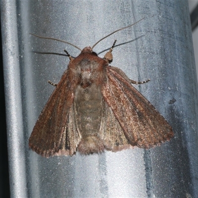 Dasygaster padockina (Tasmanian Cutworm) at Freshwater Creek, VIC - 15 Apr 2020 by WendyEM