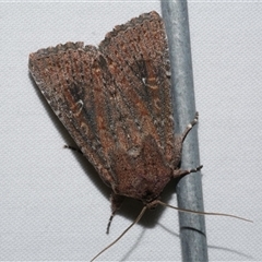 Dasygaster padockina (Tasmanian Cutworm) at Freshwater Creek, VIC - 15 Apr 2020 by WendyEM