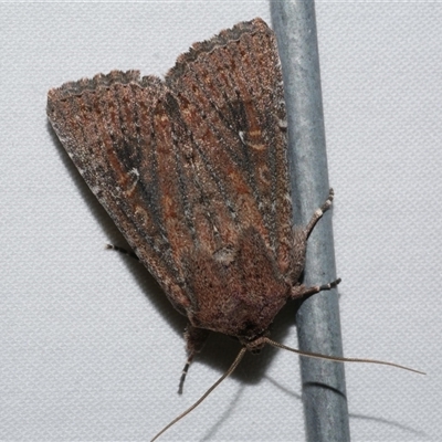 Dasygaster padockina (Tasmanian Cutworm) at Freshwater Creek, VIC - 15 Apr 2020 by WendyEM