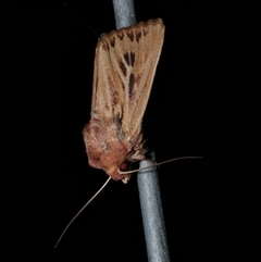 Hadenini (tribe) Sp.1. (MoV, Part 9) (A Noctuid moth (Hadeninae) at Freshwater Creek, VIC - 15 Apr 2020 by WendyEM
